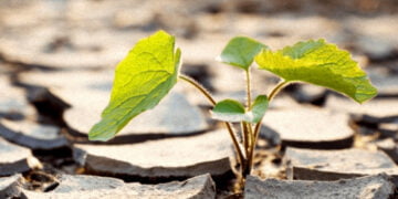 Bitkiler strese tepki veriyor