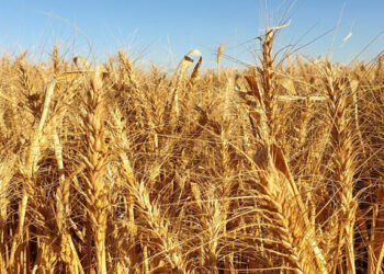 Polonya ve Macaristan’dan sonra Slovakya da Ukrayna’dan tahıl almayacak