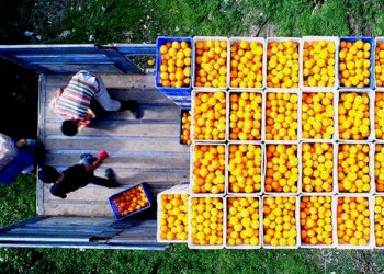 Turunçgil ihracatı zirvede