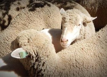 2023 yılı vekaletle kurban kesim bedellerini açıklandı