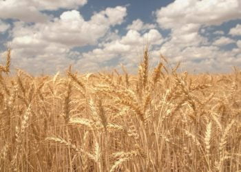 Türk buğday bölümü için kapsamlı yol haritası geliştirildi