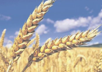  2023 yılı buğday ve arpa alım fiyatları belirlendi