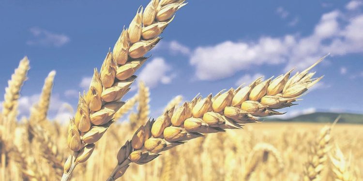  2023 yılı buğday ve arpa alım fiyatları belirlendi