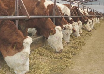 Bartın’da 90 köyde şap karantinası başlatıldı