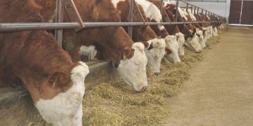 Bartın’da 90 köyde şap karantinası başlatıldı