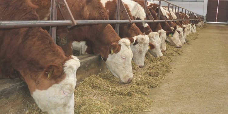 Bartın’da 90 köyde şap karantinası başlatıldı