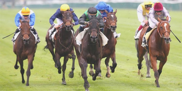 Binicilik, yıllık 15 milyar euroluk ihracat potansiyeline sahip