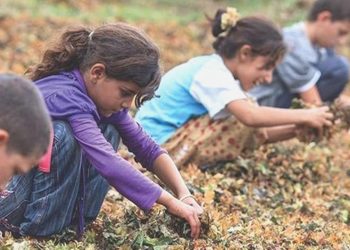 Çocuk çalışan sayısında büyük artış