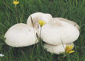 Çorum’da 19 kişi mantardan zehirlendi