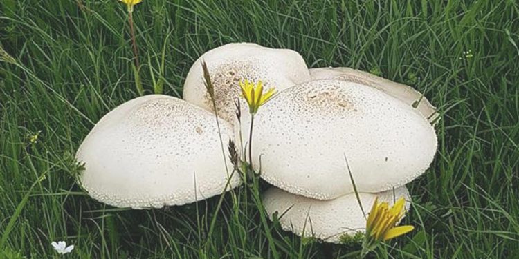 Çorum’da 19 kişi mantardan zehirlendi