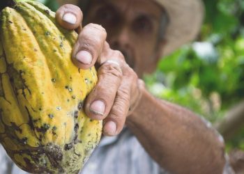 Kakaoda haftalık yarar % 5’e dayandı