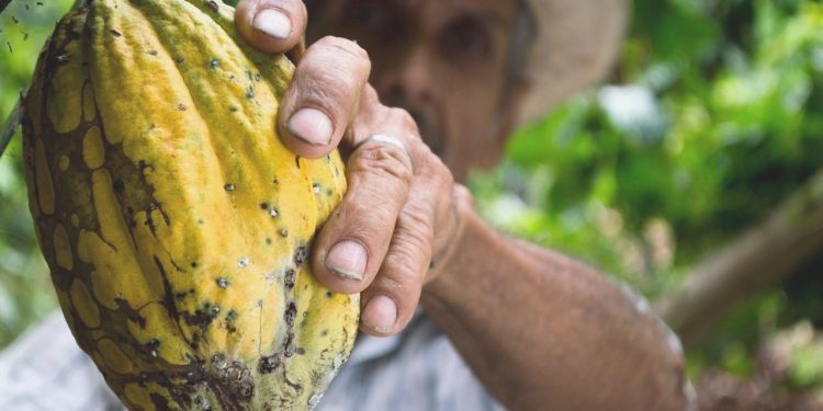 Kakaoda haftalık yarar % 5’e dayandı