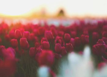 Kültürel mirasımız ‘Lale’ artık daha güçlü