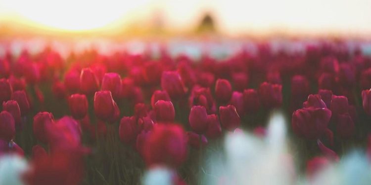 Kültürel mirasımız ‘Lale’ artık daha güçlü