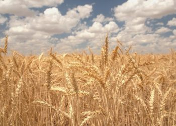 Kurak kışa karşın 2023 buğday maksadı: 20 milyon ton