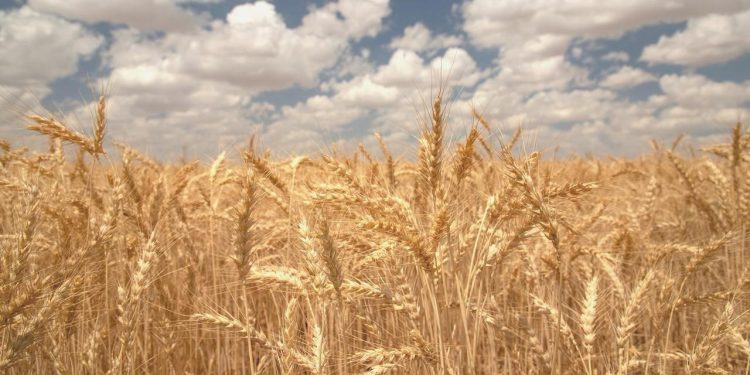 Kurak kışa karşın 2023 buğday maksadı: 20 milyon ton