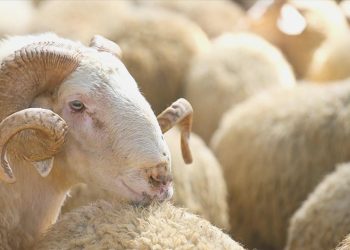 Kurbanlık fiyatları belirli oldu: En ucuzu 7 bin liradan başlıyor