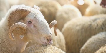 Kurbanlık fiyatları belirli oldu: En ucuzu 7 bin liradan başlıyor