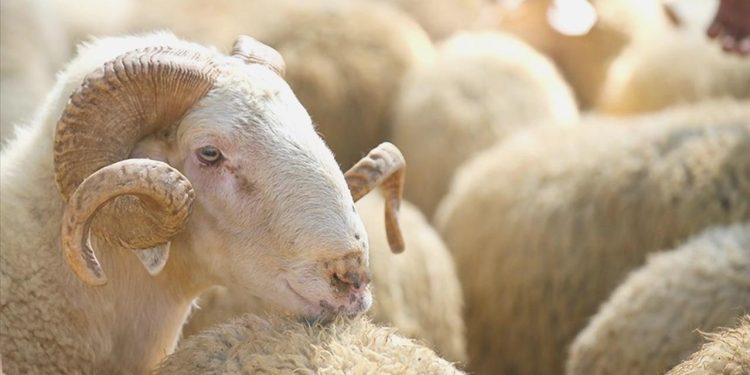 Kurbanlık fiyatları belirli oldu: En ucuzu 7 bin liradan başlıyor