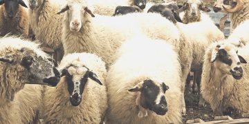 Kurbanlık fiyatları el yakıyor