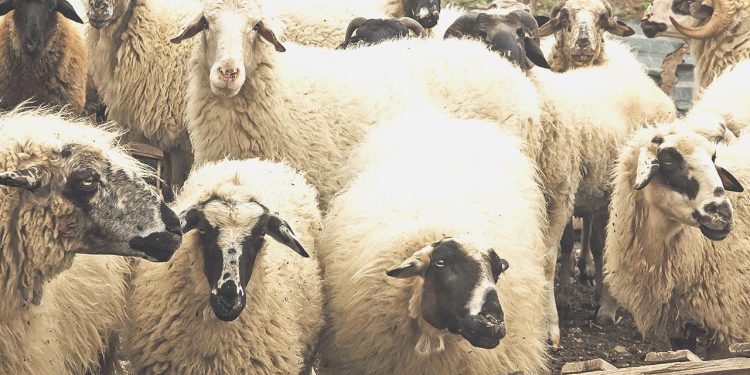 Kurbanlık fiyatları el yakıyor