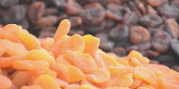 Malatya kayısısında 450 milyon dolarlık ihracat gayesi