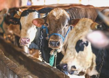 Bayramda 3 milyonun üzerinde küçükbaş kurbanlık satıldı