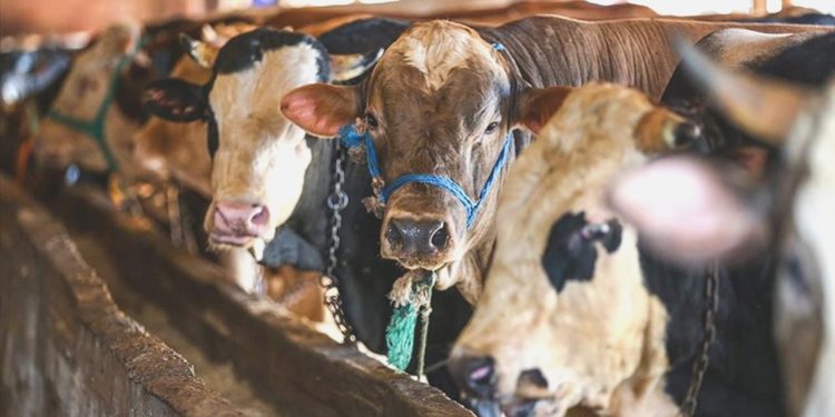 Bayramda 3 milyonun üzerinde küçükbaş kurbanlık satıldı