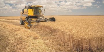 Buğdayda yaklaşık 20,5 milyon ton üretim bekleniyor