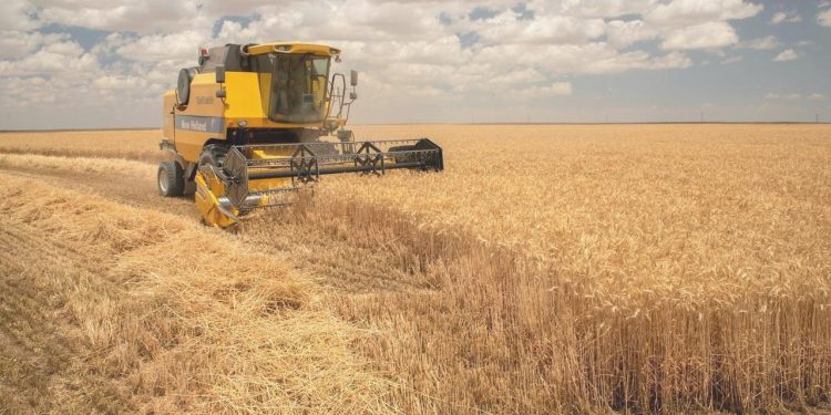 Buğdayda yaklaşık 20,5 milyon ton üretim bekleniyor