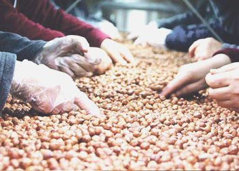 Cemal Enginyurt: Fındık taban fiyatı en az 100 TL olsun