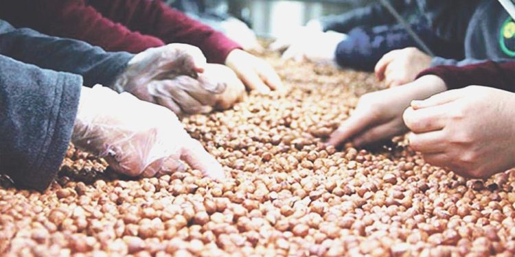 Cemal Enginyurt: Fındık taban fiyatı en az 100 TL olsun