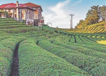 CHP’li Ocaklı: Yaş çay taban alım fiyatı 15 TL’ye yükseltilmeli