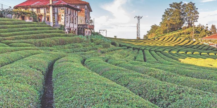 CHP’li Ocaklı: Yaş çay taban alım fiyatı 15 TL’ye yükseltilmeli