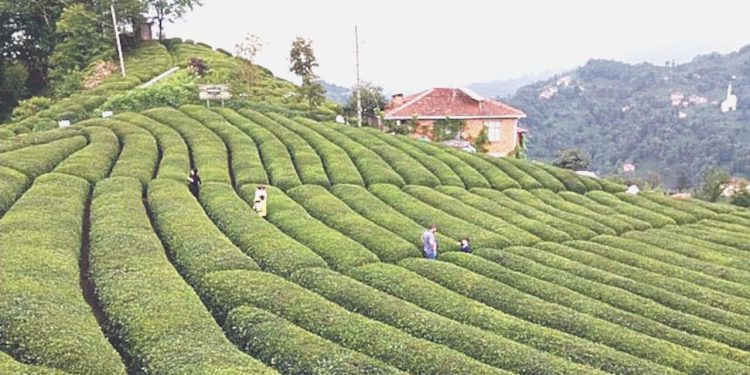 Haziran ayı artırım şampiyonu belirli oldu