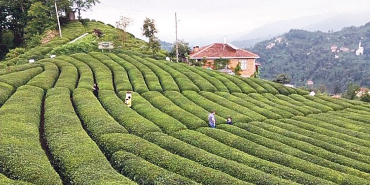 Haziran ayı artırım şampiyonu belirli oldu