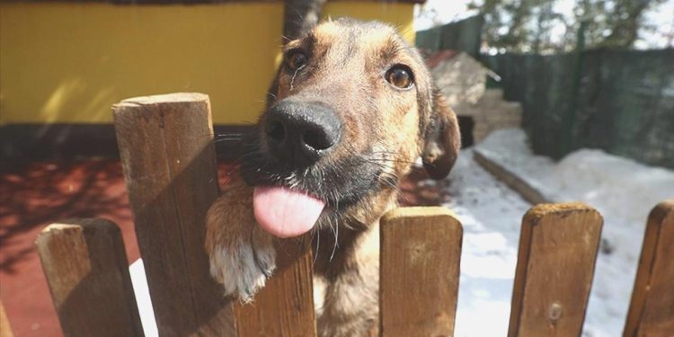 İstanbul Valiliği’nden ‘sokak köpeklerini toplayın’ talimatı