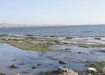 Marmara Denizi’nde kirlilik ve global ısınma alarmı