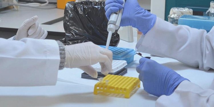 Özel termosla getirilen sığır embriyoları  ‘Beefmaster’a dönüştü