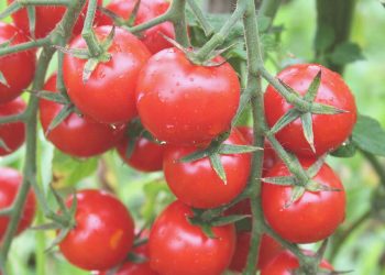 Rusya domateste kotayı artırdı üreticiler karardan mutlu