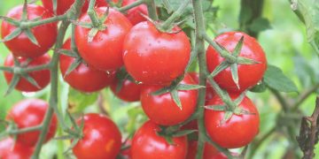Rusya domateste kotayı artırdı üreticiler karardan mutlu