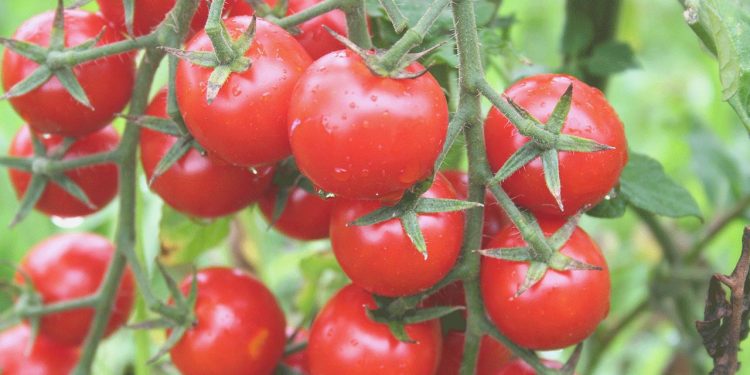 Rusya domateste kotayı artırdı üreticiler karardan mutlu