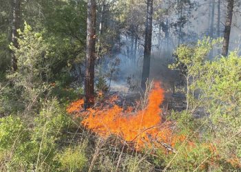 Sakarya’da orman yangını