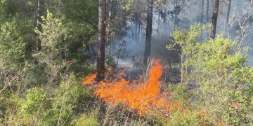 Sakarya’da orman yangını