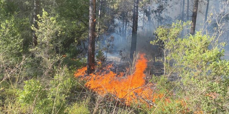 Sakarya’da orman yangını