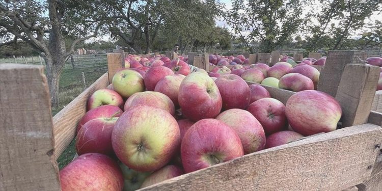 Tarladan markete elmanın fiyatı yüzde 338 arttı