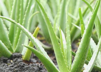Aloe veranın kabuğu ekinleri böcekten koruyor