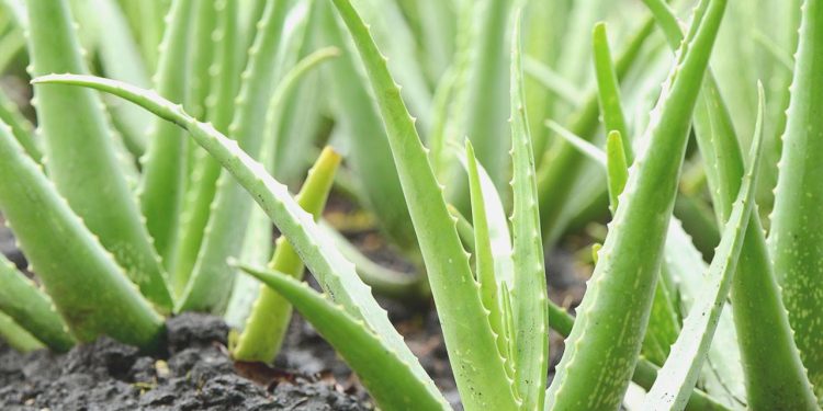 Aloe veranın kabuğu ekinleri böcekten koruyor