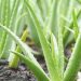 Aloe veranın kabuğu ekinleri böcekten koruyor