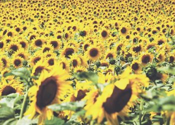 Ayçiçeğini kuraklık vurdu